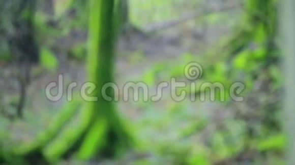 深秋森林绿苔树桩视频的预览图