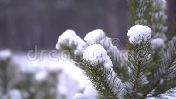 雪中的杉树视频的预览图