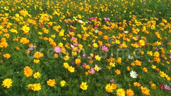 宇宙之花美丽的花朵盛开的场景自然景观背景视频的预览图