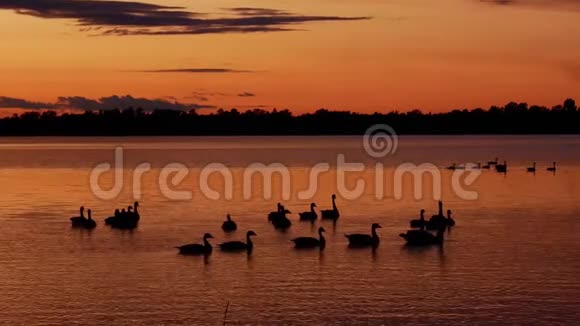 加拿大鹅群的剪影在日落时分在美丽的湖中游泳视频的预览图