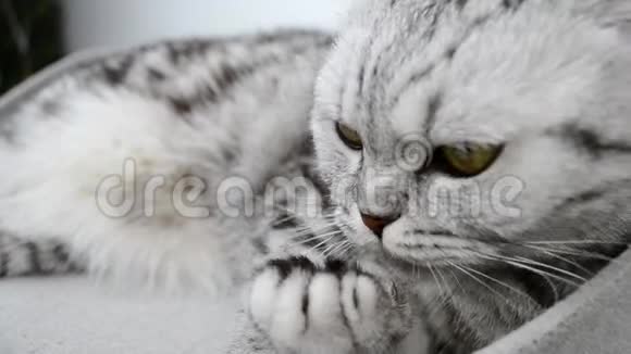 小猫舔着毛茸茸的爪子灰色家庭苏格兰折叠猫在沙发上美味的手指舔了舔黄色的眼睛粉红色的视频的预览图