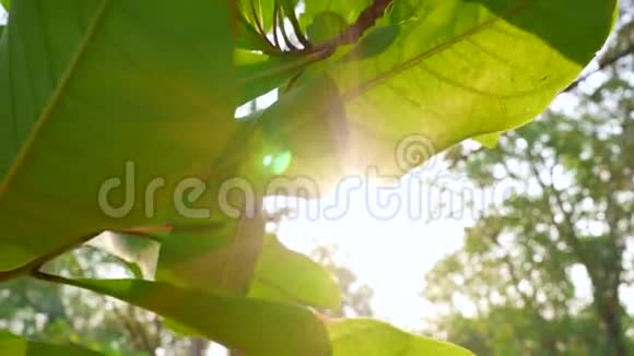 阳光穿过热带绿叶树视频的预览图