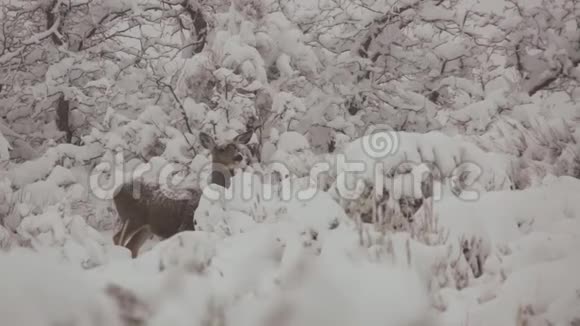 在大雪纷飞时鹿茸警惕地站立着视频的预览图