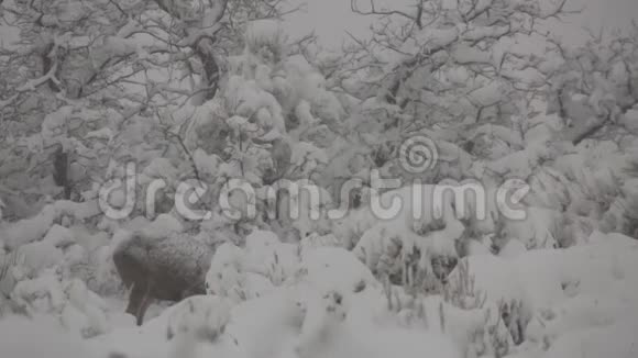 在冬天的暴风雪中鹿茸在吃东西视频的预览图