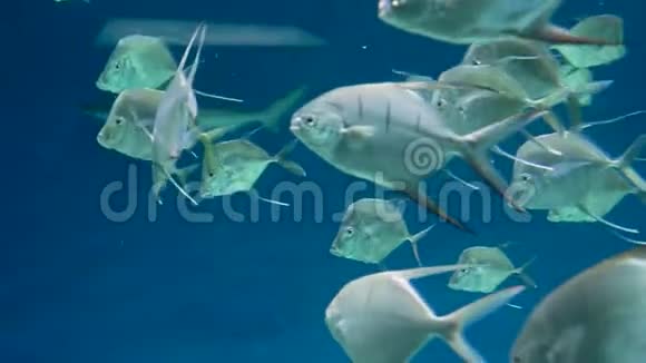 最大的水族馆一群银色的鱼在蓝色的背景上游泳快关门视频的预览图
