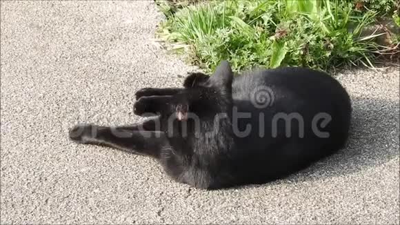 黑猫在混凝土小径花园里享受着温暖的夏日阳光视频的预览图