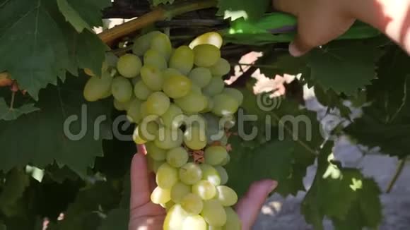 葡萄藤上的一串葡萄从葡萄园的灌木丛中切一串葡萄视频的预览图