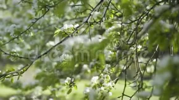五月盛开的苹果树视频的预览图
