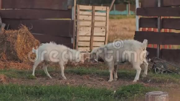 两个白山羊的孩子正在农场里打架这叫布丁视频的预览图