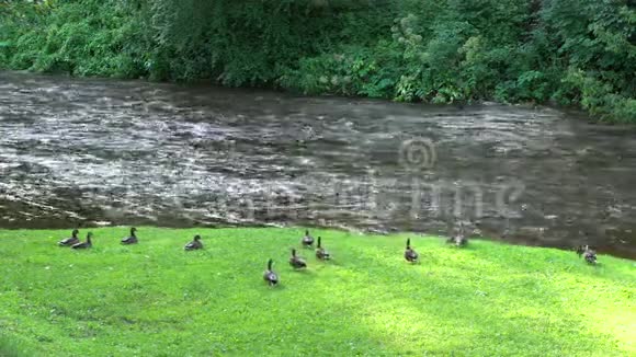 鸭子在河边被带着两只狗的女人吓跑了静态射击视频的预览图