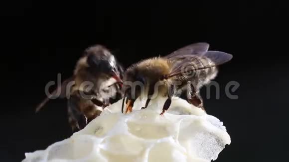 蜜蜂刺痛一个人视频的预览图