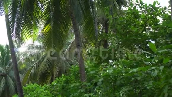 摄像机拍摄夏威夷岛的棕榈树在4K的中午视频的预览图