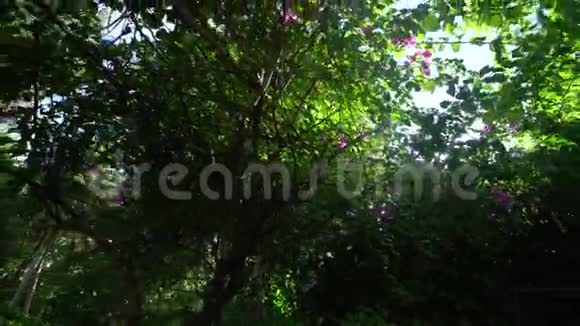 很漂亮的树万向节的相机打开了树显示了4K的太阳光镜头视频的预览图