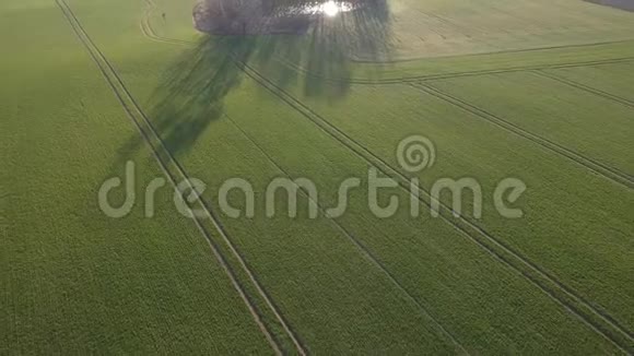 早春农田景观麦田和小树林与池塘空中视频的预览图