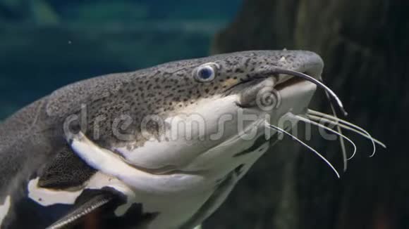 快关门一只有胡子的大鲶鱼在清澈的水里游动视频的预览图