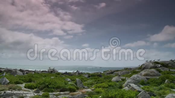 海鸥在海旁边的岩石上视频的预览图