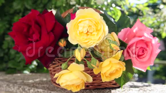 蜜蜂在花圃的柳条篮子里从盛开的美丽玫瑰中收集花粉视频的预览图