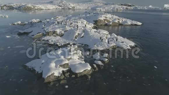 在一个雪岛上对企鹅进行慢动作空中飞行视频的预览图