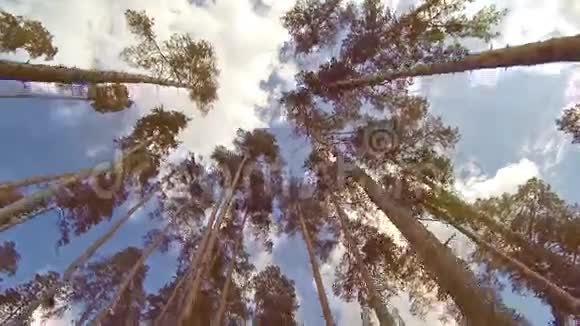 从下面的树林视频的预览图