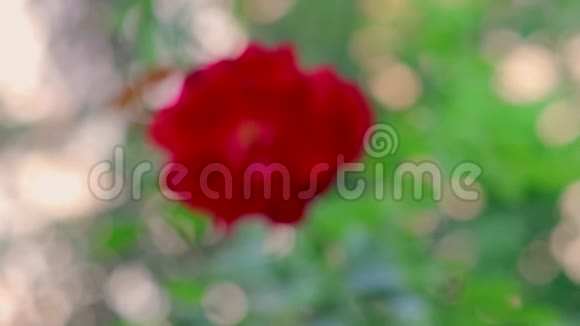 红玫瑰花在花园中摇动效果模糊视频的预览图
