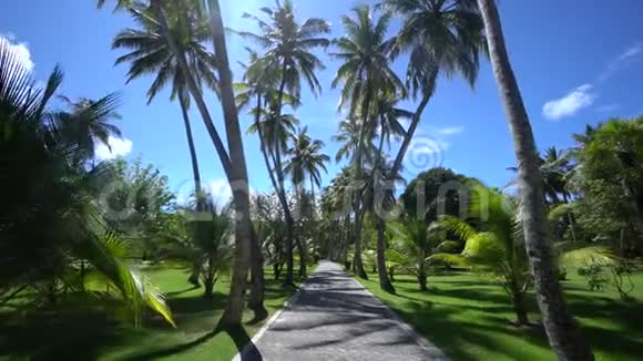 马尔代夫景色高巷绿色公园与奇妙的草坪散步在阳光明媚的一天放松4K镜头视频的预览图