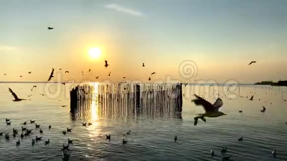 海鸥鸟在日落前在空中飞翔视频的预览图
