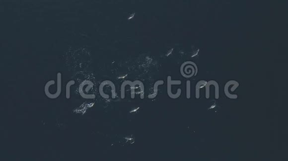 鸟瞰群有趣的企鹅在海洋清澈的水中游泳视频的预览图