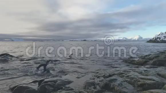 刚图企鹅从水中来到南极岛视频的预览图
