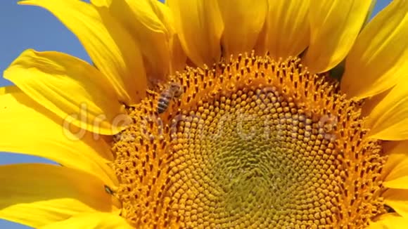 蜜蜂采集向日葵植物的花粉在阳光明媚的夏日飞走视频的预览图