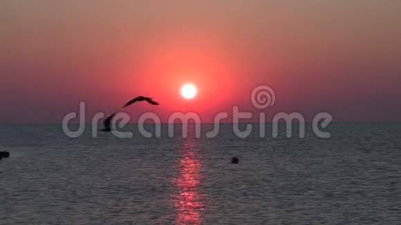 迷人的鲜红色日出海鸥剪影飞过视频的预览图