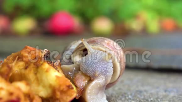 近距离吃苹果时吃蜗牛视频的预览图