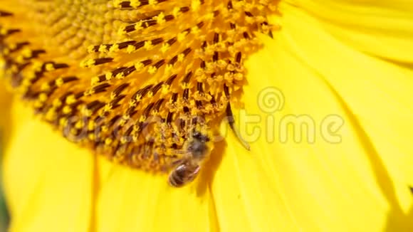 在阳光明媚的日子里蜜蜂从向日葵中采集花粉视频的预览图