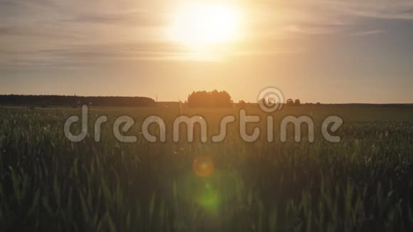 一群朋友在夕阳下牵着手穿过田野的剪影视频的预览图
