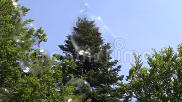 漂浮在森林里的肥皂泡在蓝天上视频的预览图
