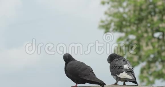 两只相爱的鸽子坐在砖墙上背景中的白天和绿树4K视频视频的预览图