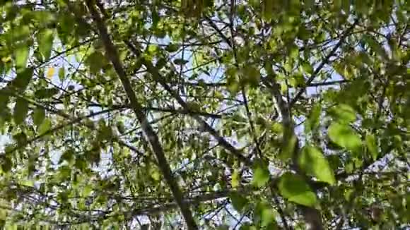 大树的叶子和树枝在夏天被风吹动视频的预览图