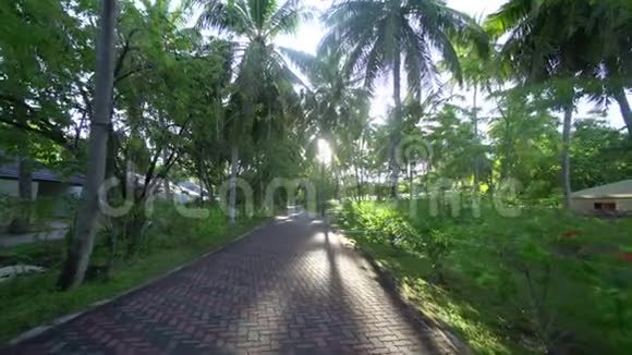 在马立德夫斯在一个高掌椰子4K足音的环境中在金色的时光中漫步太美妙了视频的预览图