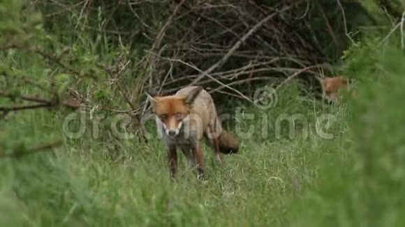 一只母红狐火狐正在她的巢穴入口喂食她身后可以看到她可爱的幼崽视频的预览图
