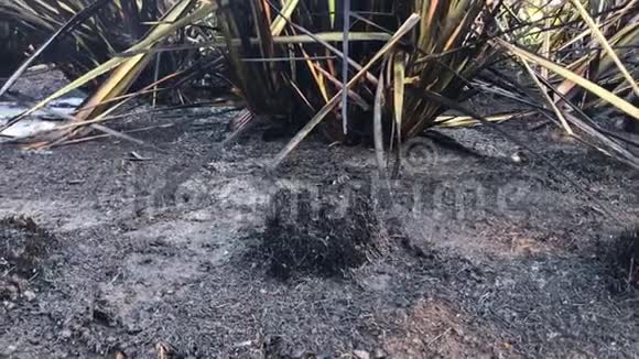 烧焦和烧焦的树叶在地面上留下发黑的灰烬视频的预览图