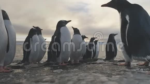 企鹅站在冰冻的冰岩岸上视频的预览图