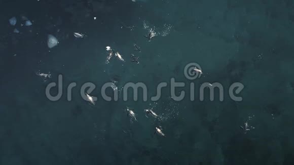 南极洲企鹅水下俯视图视频的预览图