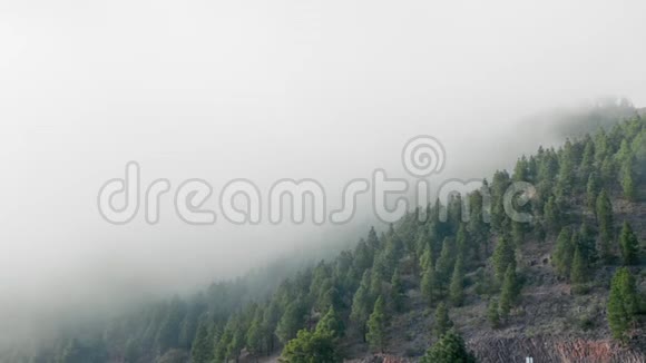 山坡上常绿的森林笼罩在低矮的云层中形成梦幻般的景观视频的预览图