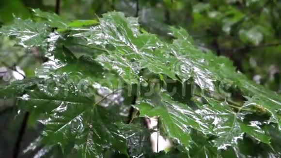 雨滴在树的叶子上视频的预览图
