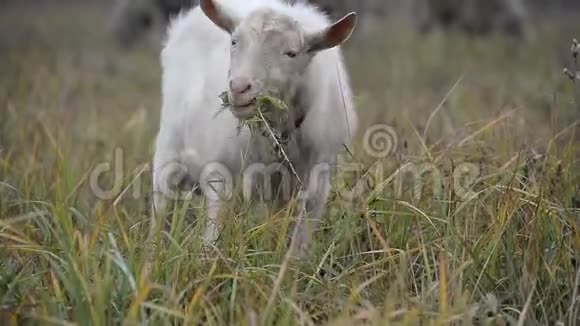 早晨山羊和羊在雾中吃草视频的预览图