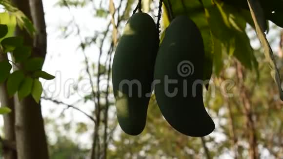 成熟的芒果热带水果挂在花园的树枝上视频的预览图
