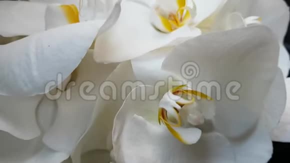 新娘花束有大的白色兰花和奶油玫瑰白色花朵的精致花瓣生日礼物情人节视频的预览图