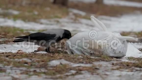 黑灰乌鸦啄食躺在地上寻找食物的塑料袋视频的预览图