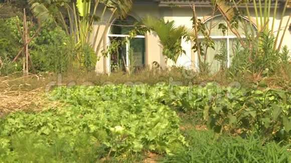 房子前面的绿色蔬菜视频的预览图