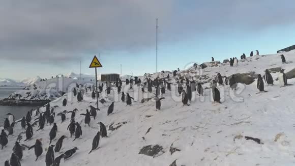 南极幽默标志说小心鸟类古图企鹅殖民地视频的预览图