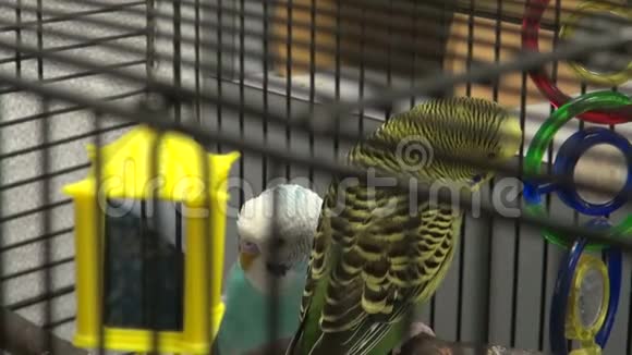 鸟笼里的鸟视频的预览图